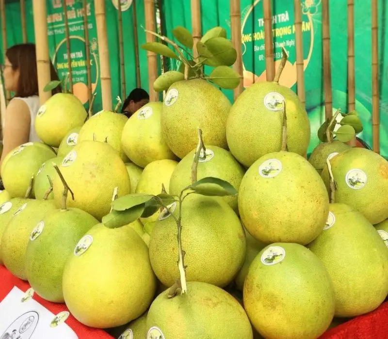 Quả thanh trà Huế: Đặc sản thanh mát mang hương vị sông Hương