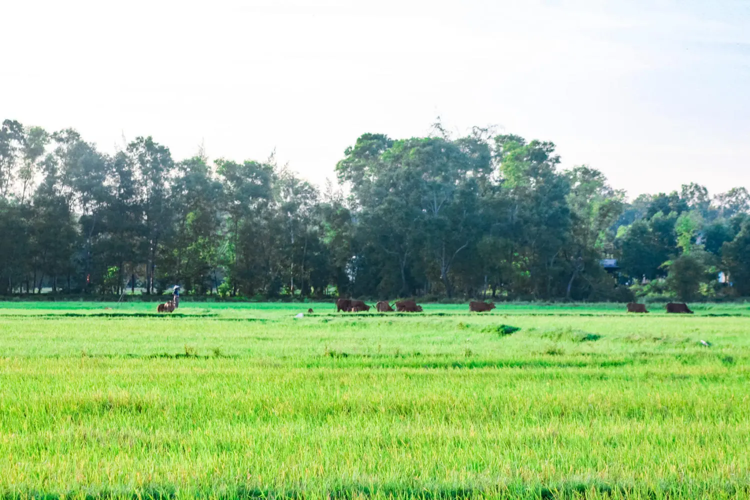 Gh&eacute; Giang Hải kiếm t&igrave;m b&igrave;nh y&ecirc;n nơi xứ Huế mộng mơ 11