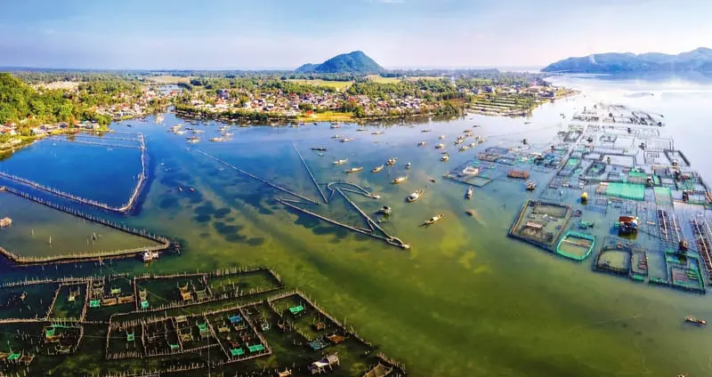 Ph&aacute; Tam Giang: Vẻ đẹp mơ mộng giữa r&aacute;ng chiều xứ Huế 2