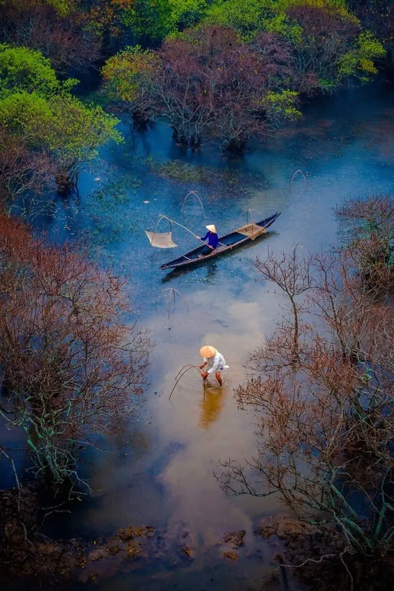 Rừng R&uacute; Ch&aacute; v&agrave;o thu, tấm &aacute;o phong cảnh s&aacute;ng bừng đầm ph&aacute; Tam Giang 6