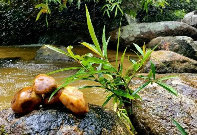 L&agrave;ng Nhỏ - Hồ L&aacute;ng Nhớt: Nơi nghỉ dưỡng thư th&aacute;i l&yacute; tưởng 3