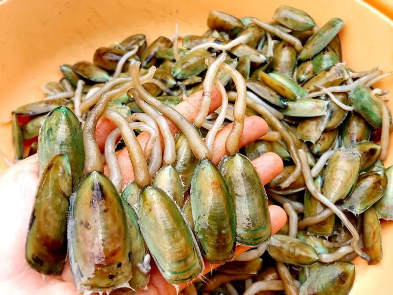9 Đặc sản Hà Tiên, ăn một lần là nhớ mãi không nguôi 4