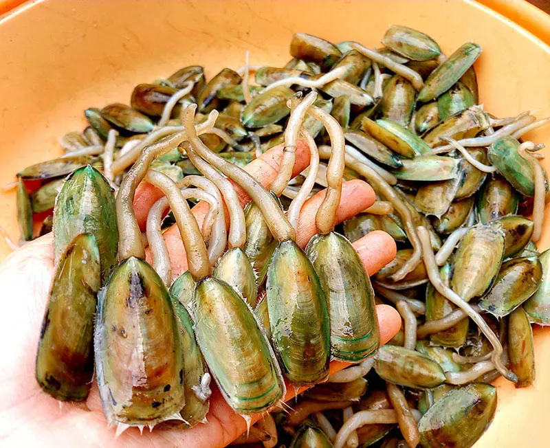 Đặc sản Ki&ecirc;n Giang mua về l&agrave;m qu&agrave; thơm ngon, chất lượng nhất 4