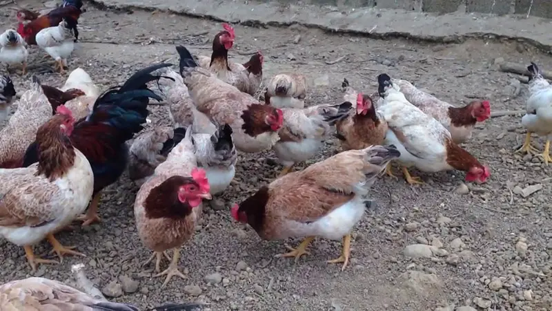 G&agrave; nướng H&ograve;n Sơn, đặc sản kh&ocirc;ng thể bỏ lỡ khi đến Ki&ecirc;n Giang 3