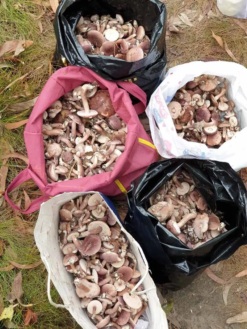 Nấm tr&agrave;m Ki&ecirc;n Giang v&agrave; những m&oacute;n ăn thơm ngon kh&oacute; cưỡng 3