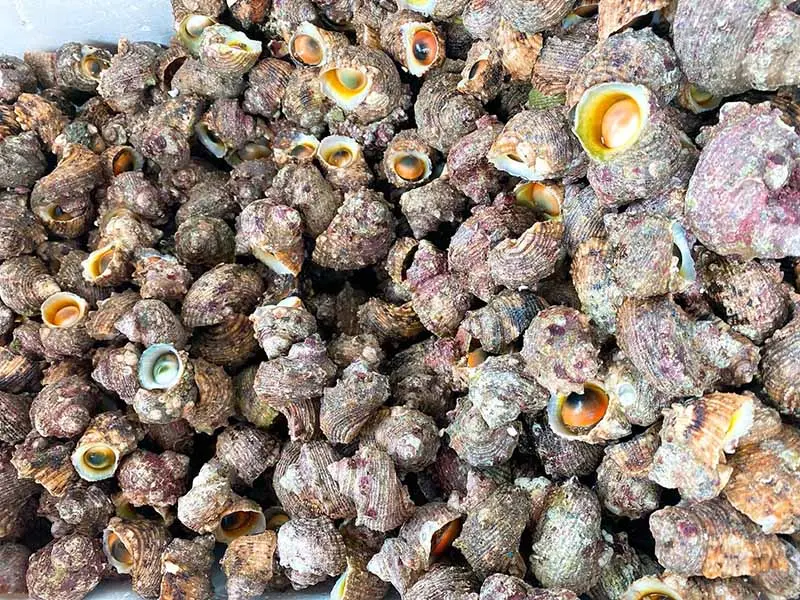 Ốc mắt ngọc nướng Nam Du, m&oacute;n ngon ăn l&agrave; ghiền của xứ biển 5