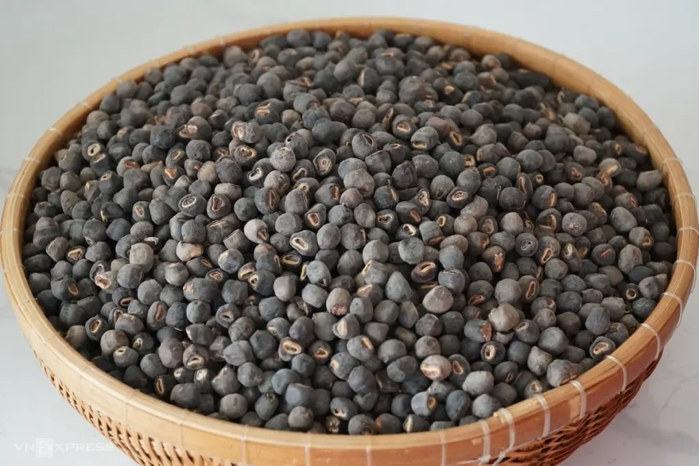 Chuối hột rừng Kon Tum, loại dược liệu thần kỳ của v&ugrave;ng n&uacute;i cao 6