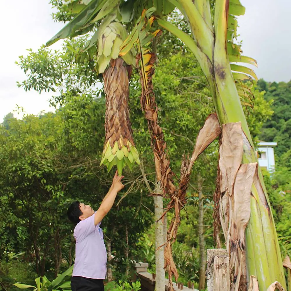 Chuối hột rừng Kon Tum, loại dược liệu thần kỳ của v&ugrave;ng n&uacute;i cao 3