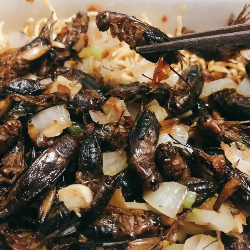 Dế chiên Kon Tum, món ăn đặc sản nổi tiếng ở vùng đất Tây Nguyên 4