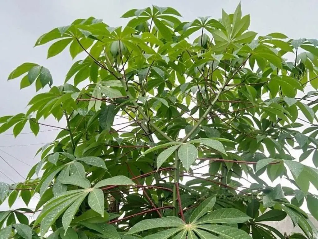 Lá mì Kon Tum, nguyên liệu đặc biệt cho các món ăn độc đáo 2