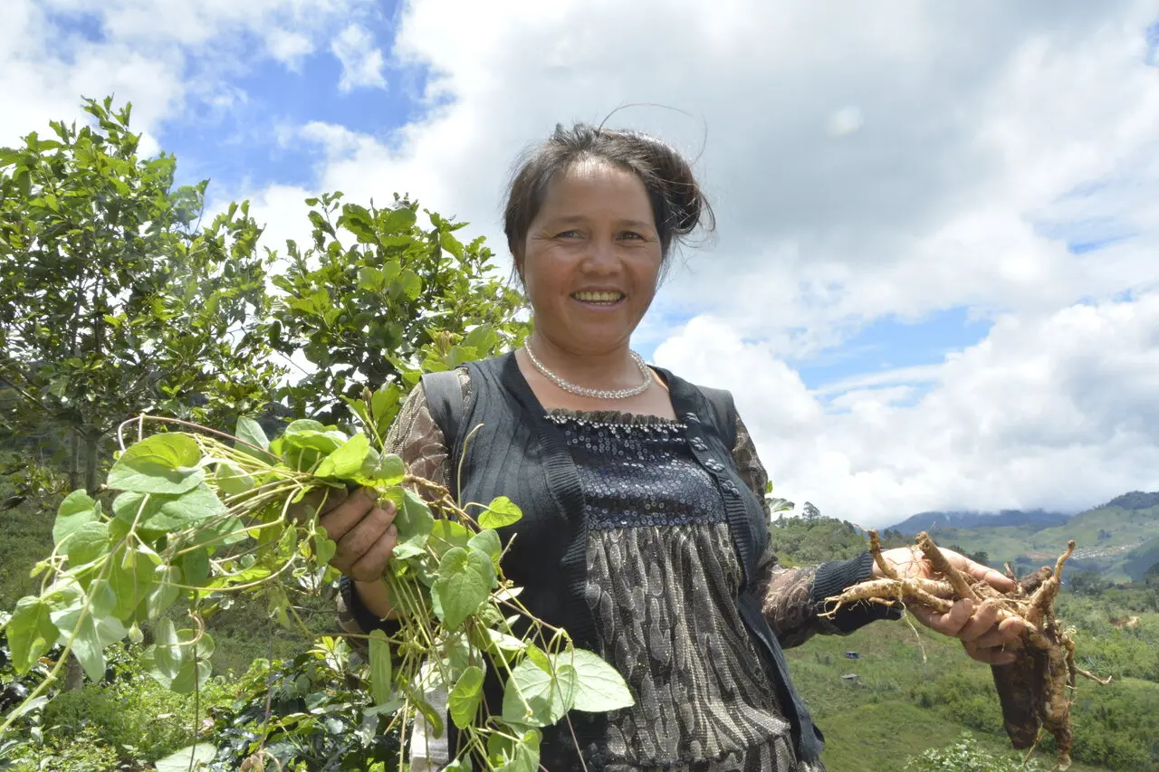Lẩu g&agrave; l&aacute; s&acirc;m, m&oacute;n ngon dinh dưỡng từ thi&ecirc;n nhi&ecirc;n 2