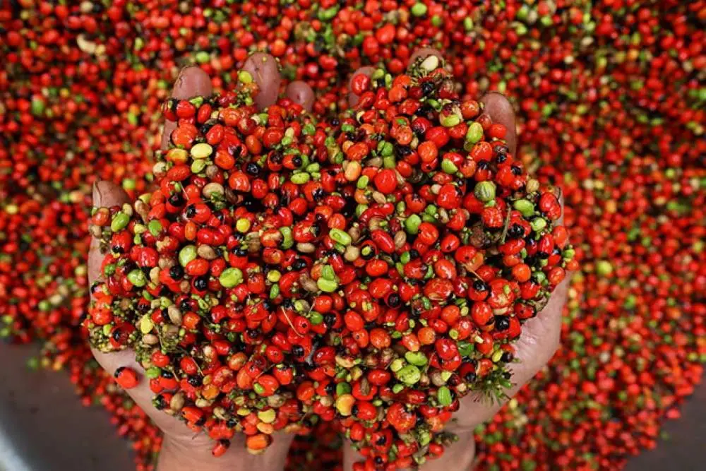 S&acirc;m Ngọc Linh, &lsquo;quốc bảo Việt Nam&rsquo; d&agrave;nh cho sức khỏe 5