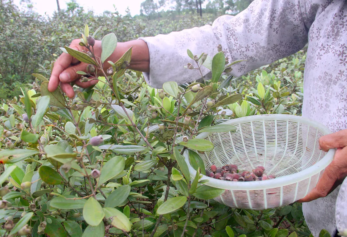 Sim Măng Đen, m&oacute;n qu&agrave; trời ban cho mảnh đất v&ugrave;ng cao 6