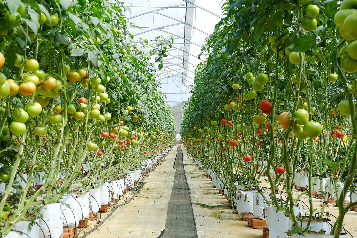 12 tiếng tại Măng Đen, thời gian vừa đủ cho một chuyến đi th&uacute; vị 3