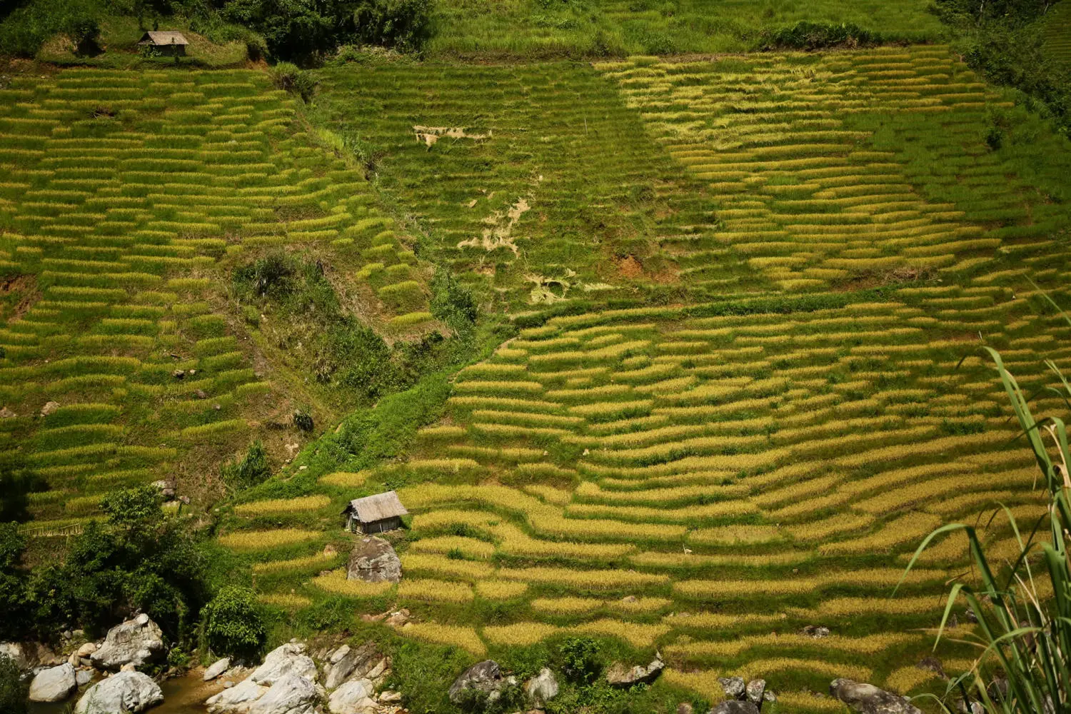 Chiêm ngưỡng Ruộng bậc thang Ngọc Linh đẹp mê hồn trên cao nguyên hùng vĩ 3