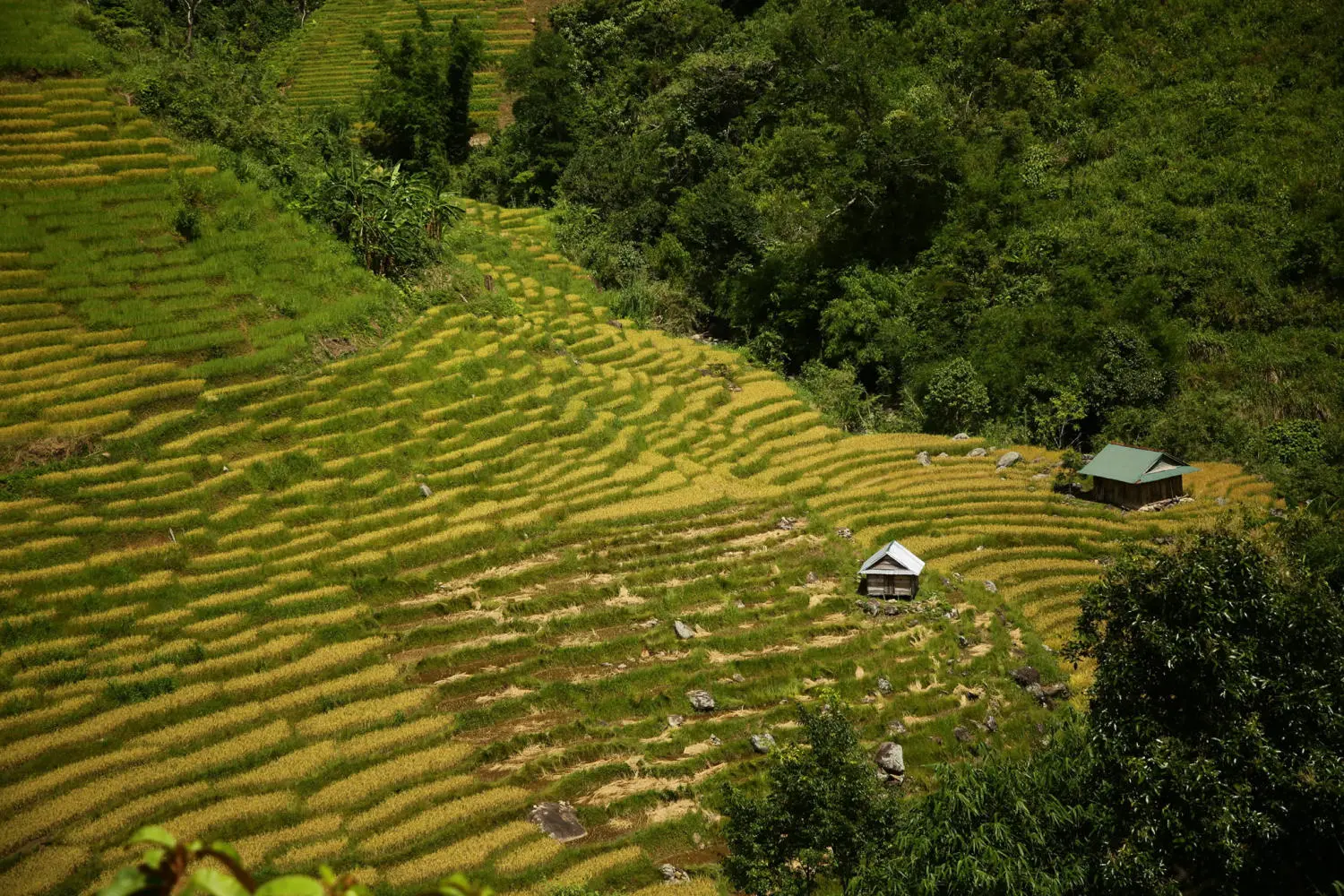 Chiêm ngưỡng Ruộng bậc thang Ngọc Linh đẹp mê hồn trên cao nguyên hùng vĩ 4