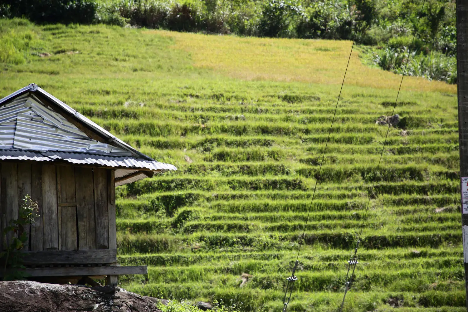 Chiêm ngưỡng Ruộng bậc thang Ngọc Linh đẹp mê hồn trên cao nguyên hùng vĩ 6