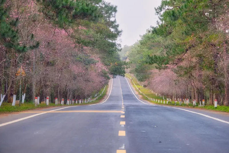 C&oacute; một m&ugrave;a hoa anh đ&agrave;o Măng Đen n&ecirc;n thơ giữa đất trời Kon Tum 2