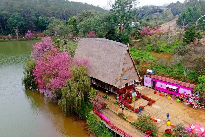 C&oacute; một m&ugrave;a hoa anh đ&agrave;o Măng Đen n&ecirc;n thơ giữa đất trời Kon Tum 4