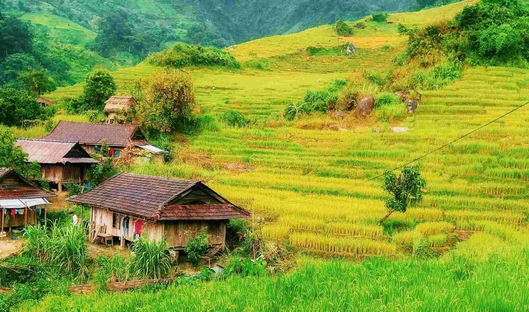 Ngắm m&ugrave;a l&uacute;a ch&iacute;n tr&ecirc;n n&uacute;i Ngọc Linh Kon Tum đẹp m&ecirc; hồn người 5