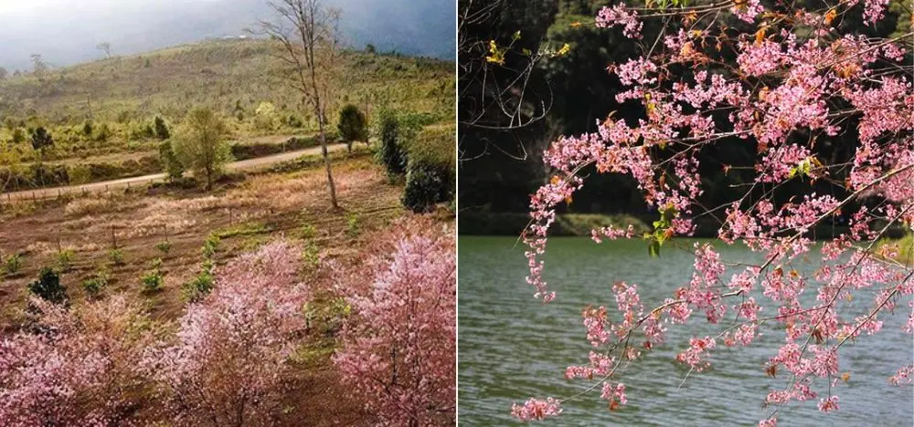 Ngắm nh&igrave;n mai anh đ&agrave;o Kon Tum khoe sắc đầu xu&acirc;n đẹp m&ecirc; đắm 4