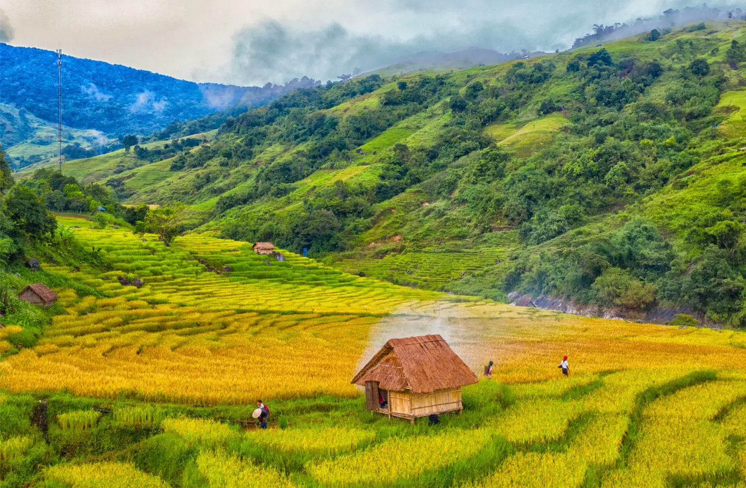 Ngắm mùa lúa chín trên núi Ngọc Linh Kon Tum đẹp mê hồn người
