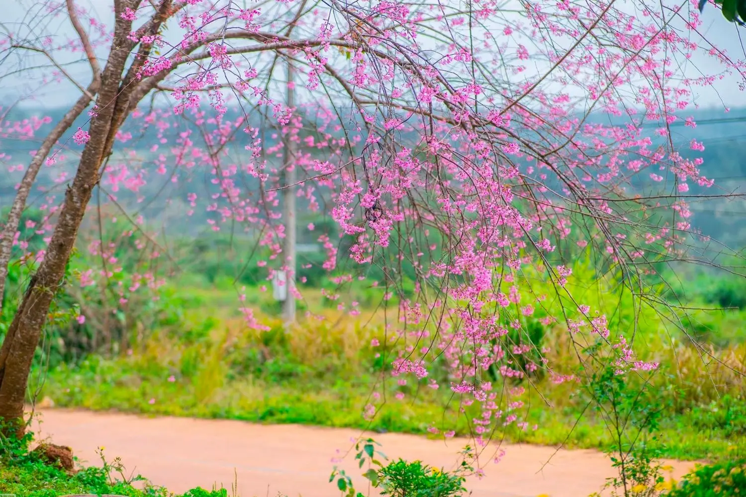 Ngắm nhìn mai anh đào Kon Tum khoe sắc đầu xuân đẹp mê đắm
