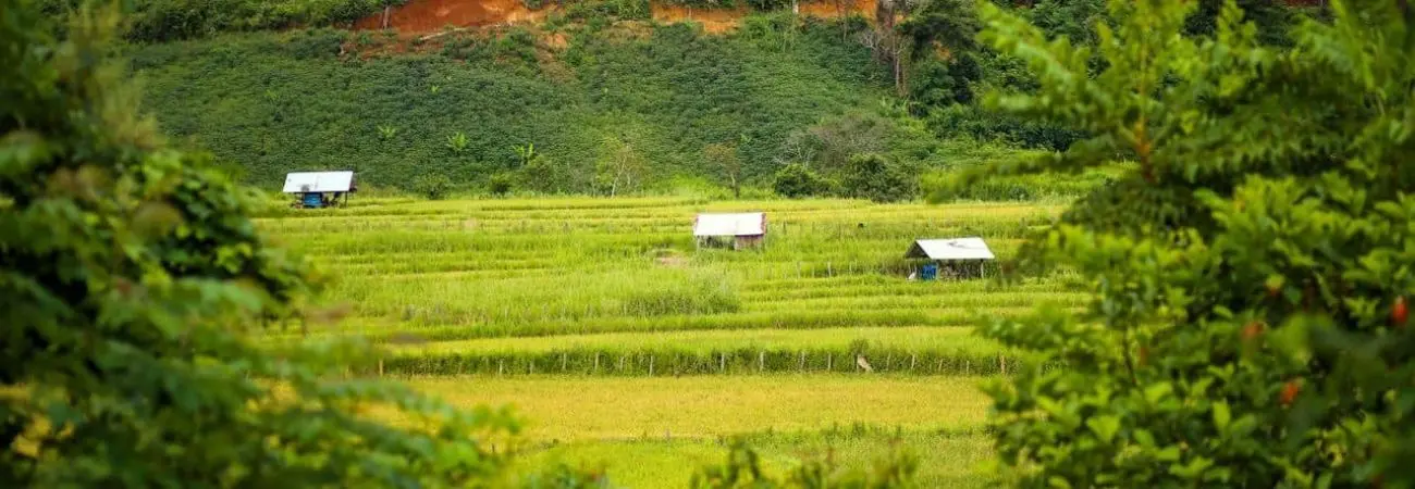 Ruộng bậc thang làng Kon Tu Rằng bình yên trên cao nguyên thơ mộng