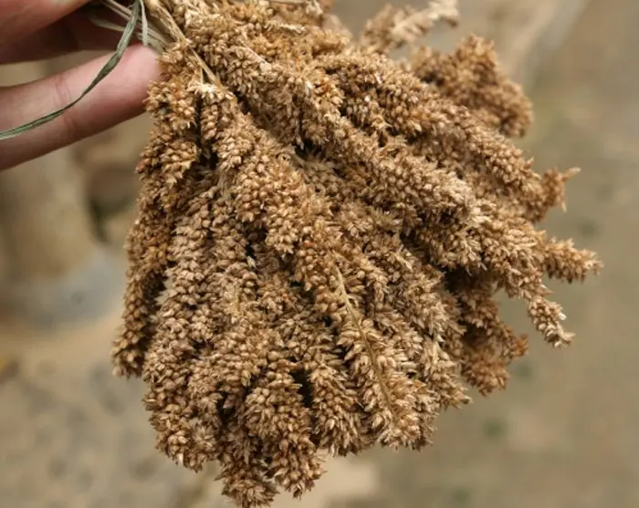 Rượu ng&ocirc; Bắc H&agrave; - Tinh hoa ẩm thực nơi cao nguy&ecirc;n trắng L&agrave;o Cai 6