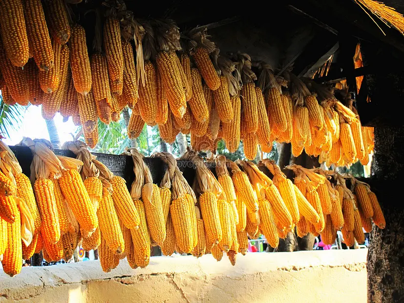 Rượu ng&ocirc; Bắc H&agrave; - Tinh hoa ẩm thực nơi cao nguy&ecirc;n trắng L&agrave;o Cai 5