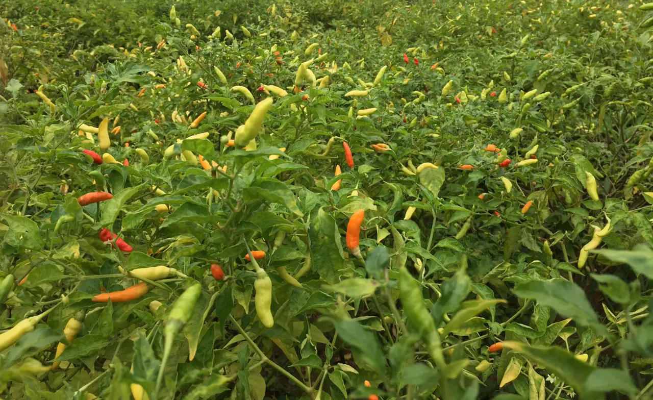 Tương ớt Mường Khương &ndash; Hương vị cay nồng đậm đ&agrave; chốn bản l&agrave;ng khiến thực kh&aacute;ch m&atilde;i nhớ ho&agrave;i 2