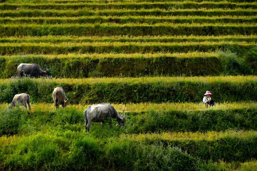 Đến Chợ phi&ecirc;n Y T&yacute; kh&aacute;m ph&aacute; sắc m&agrave;u v&ugrave;ng cao 3