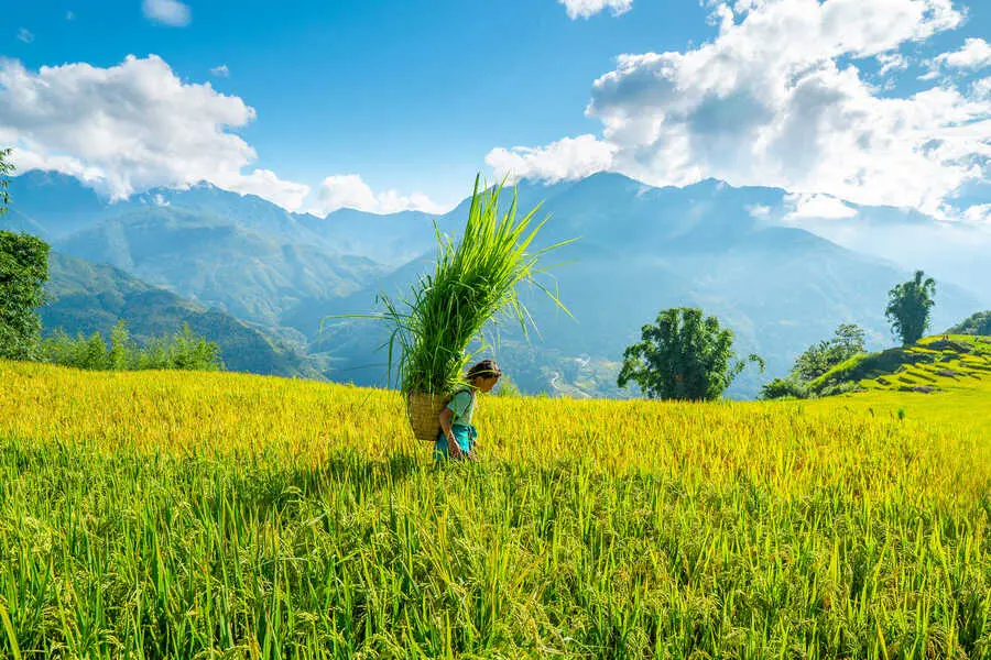 Một m&ugrave;a v&agrave;ng Y T&yacute; huyền ảo giữa đại ng&agrave;n T&acirc;y Bắc n&ecirc;n thơ 3