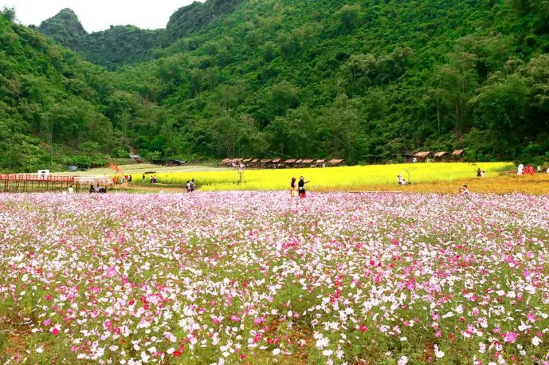 Rực rỡ vẻ đẹp thung lũng hoa Bắc H&agrave; giữa cao nguy&ecirc;n T&acirc;y Bắc 5