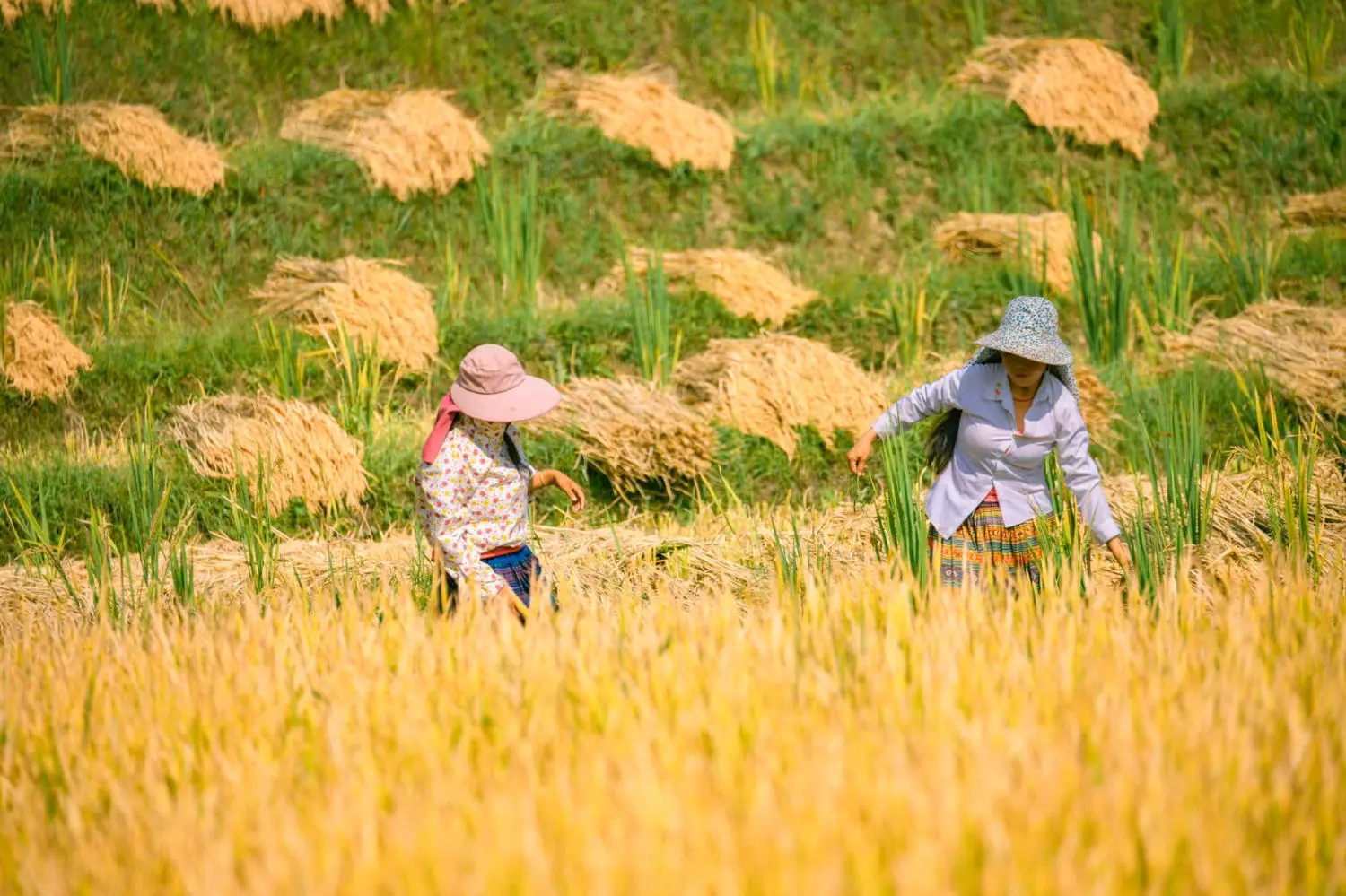 Săn M&ugrave;a v&agrave;ng Y T&yacute; c&ugrave;ng kẻ độc h&agrave;nh B&ugrave;i Ngọc C&ocirc;ng 5