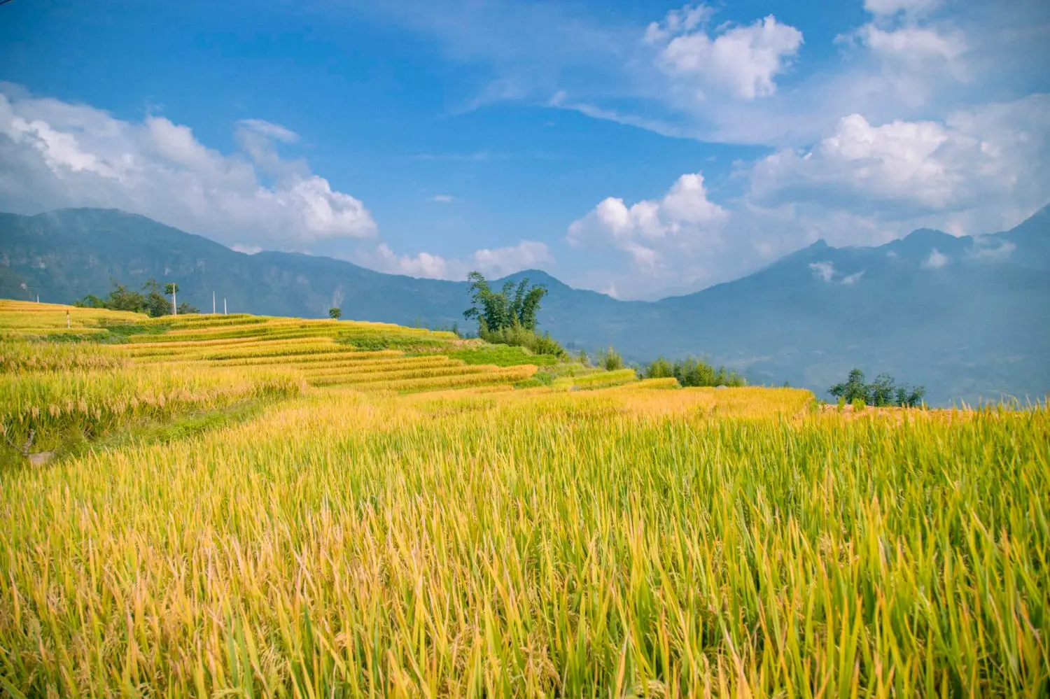 Săn M&ugrave;a v&agrave;ng Y T&yacute; c&ugrave;ng kẻ độc h&agrave;nh B&ugrave;i Ngọc C&ocirc;ng 9