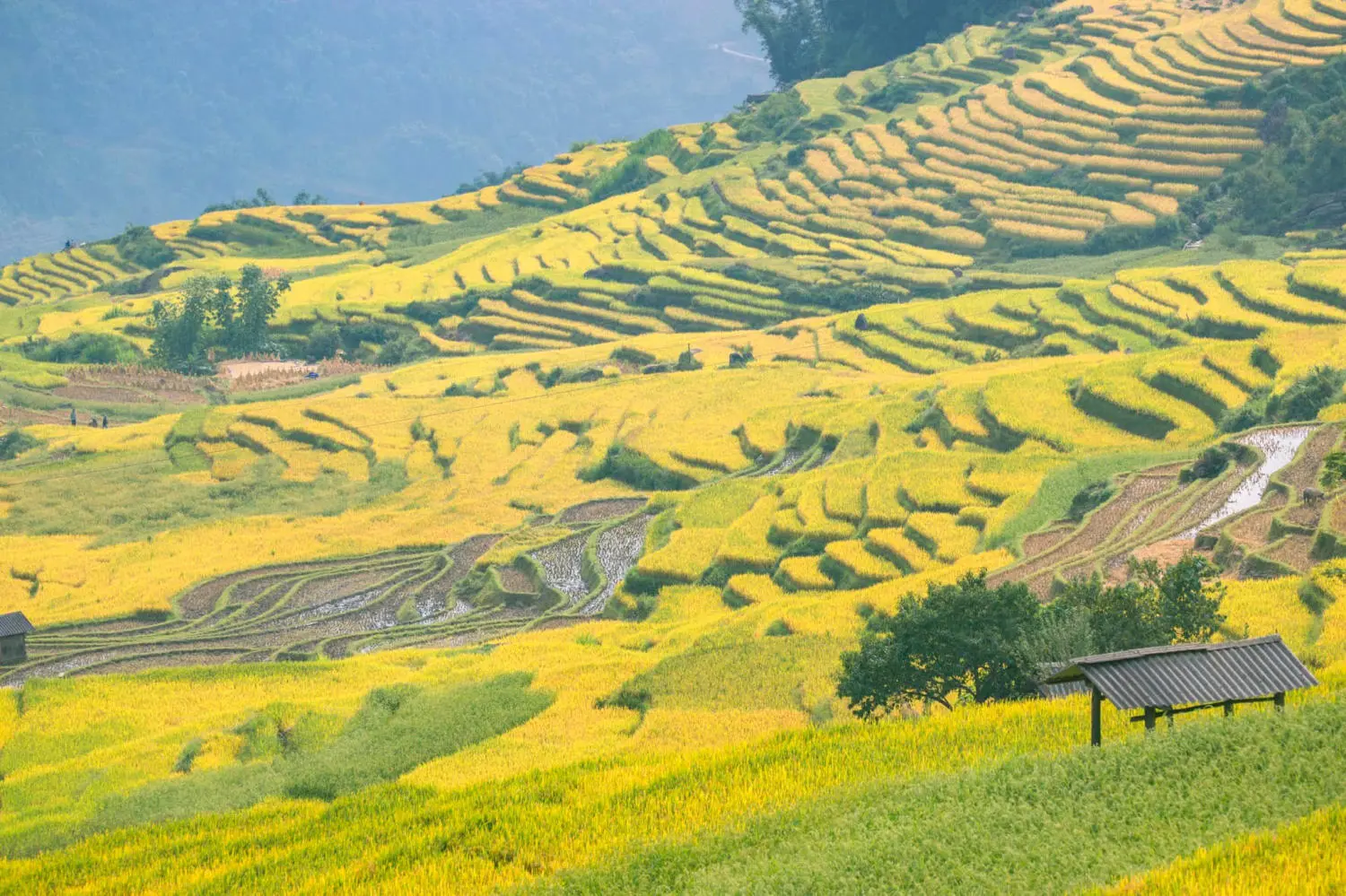 Săn M&ugrave;a v&agrave;ng Y T&yacute; c&ugrave;ng kẻ độc h&agrave;nh B&ugrave;i Ngọc C&ocirc;ng 6