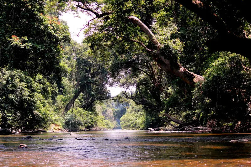Chuyến thám hiểm tới Vườn quốc gia Taman Negara đầy bí ẩn 8