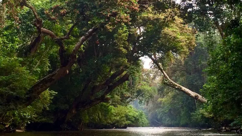 Chuyến thám hiểm tới Vườn quốc gia Taman Negara đầy bí ẩn 2