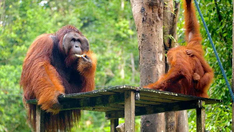 Kh&aacute;m ph&aacute; Kuching, thi&ecirc;n đường d&agrave;nh cho những &ldquo;con sen&rdquo; y&ecirc;u m&egrave;o 9