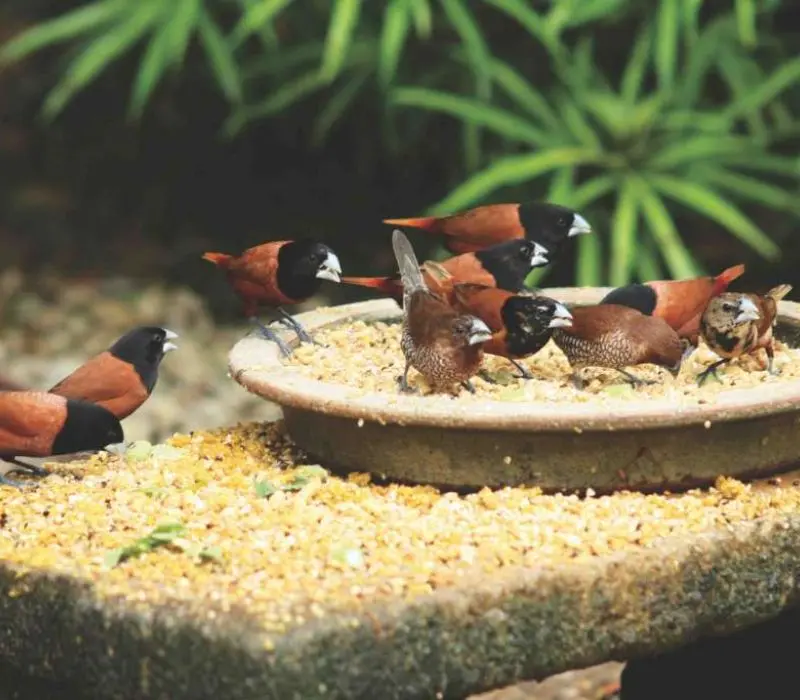 KL Bird Park, thi&ecirc;n đường chim mu&ocirc;ng ngay tại Kuala Lumpur 7