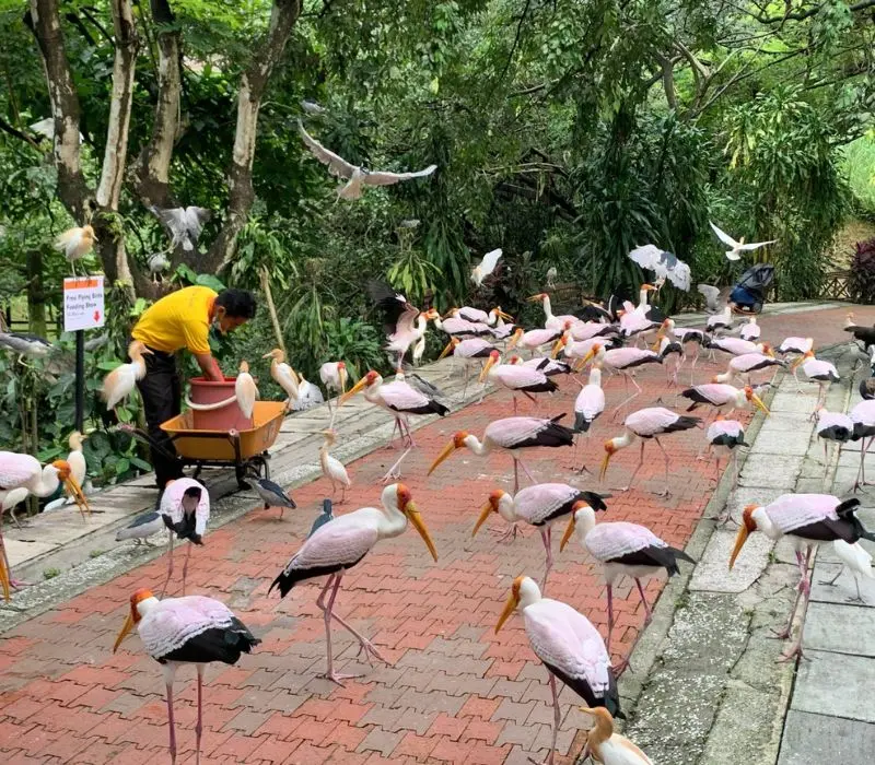 KL Bird Park, thi&ecirc;n đường chim mu&ocirc;ng ngay tại Kuala Lumpur 4