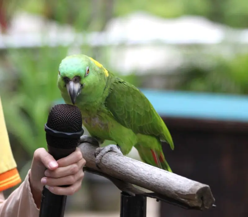 KL Bird Park, thi&ecirc;n đường chim mu&ocirc;ng ngay tại Kuala Lumpur 12