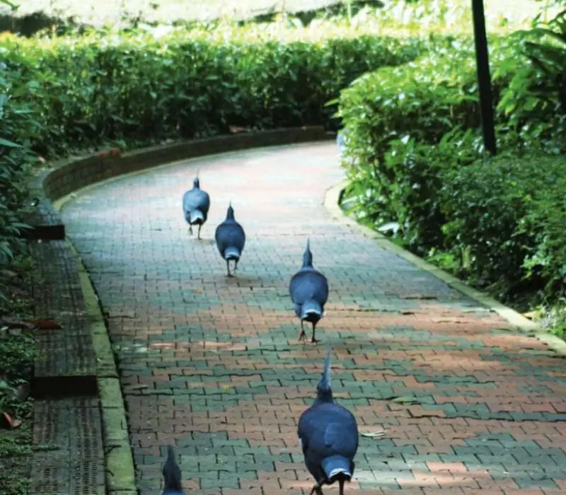 KL Bird Park, thi&ecirc;n đường chim mu&ocirc;ng ngay tại Kuala Lumpur 8