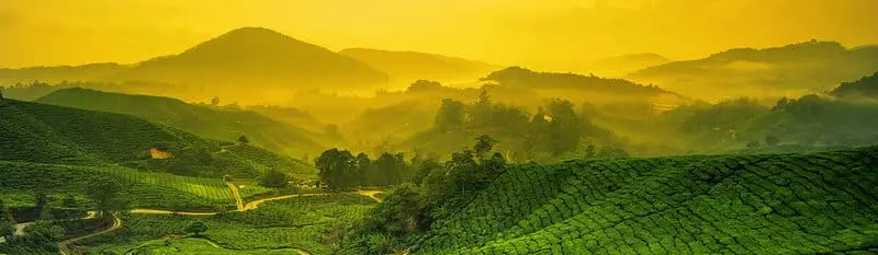 Về miền Cao nguyên Cameron khám phá thế giới thiên nhiên thanh bình 8
