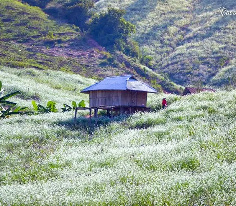 10 địa điểm du lịch Mộc Châu đẹp mê mẩn lòng người