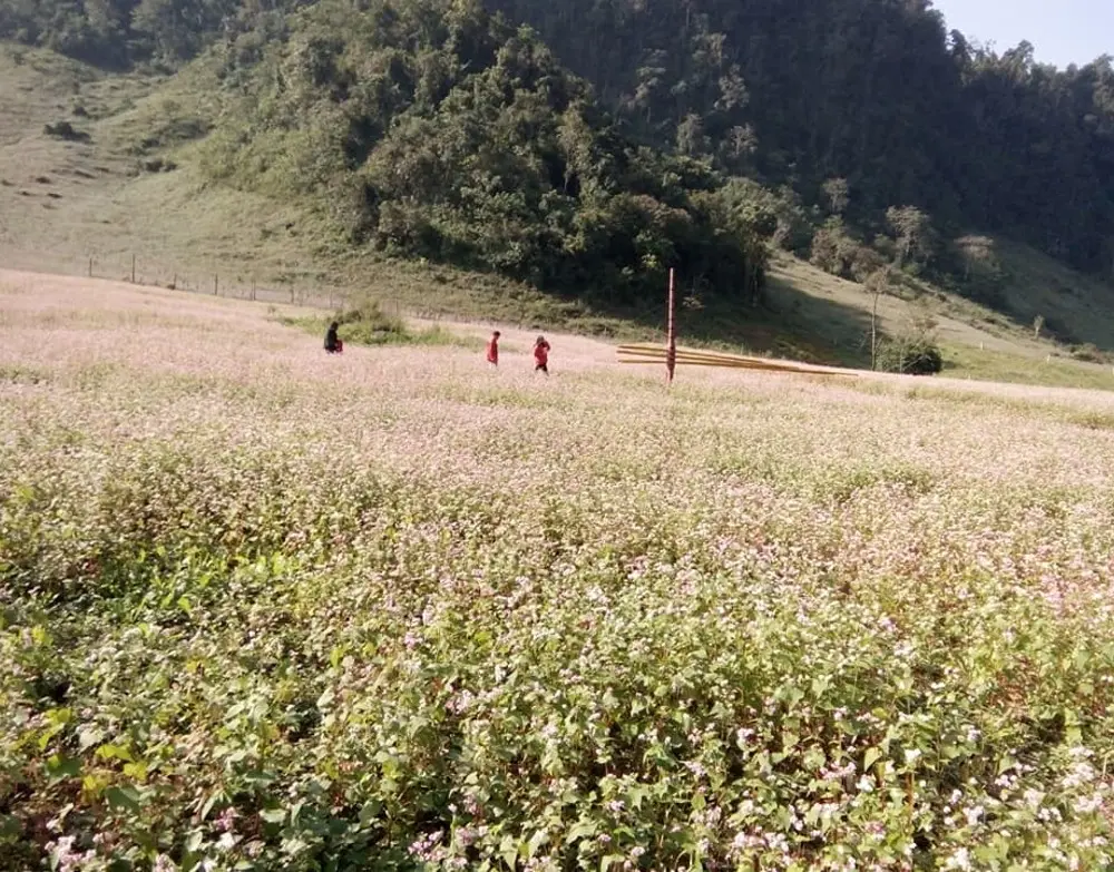 Bỗng chốc trở nên yêu đời khi đứng trước vườn hoa tam giác mạch Lóng Luông