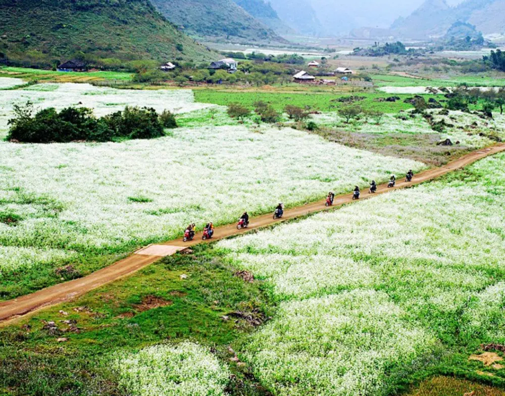 Cánh đồng cải Mộc Châu – Mê mẫn với sắc trắng tinh khôi mỗi mùa hoa cải