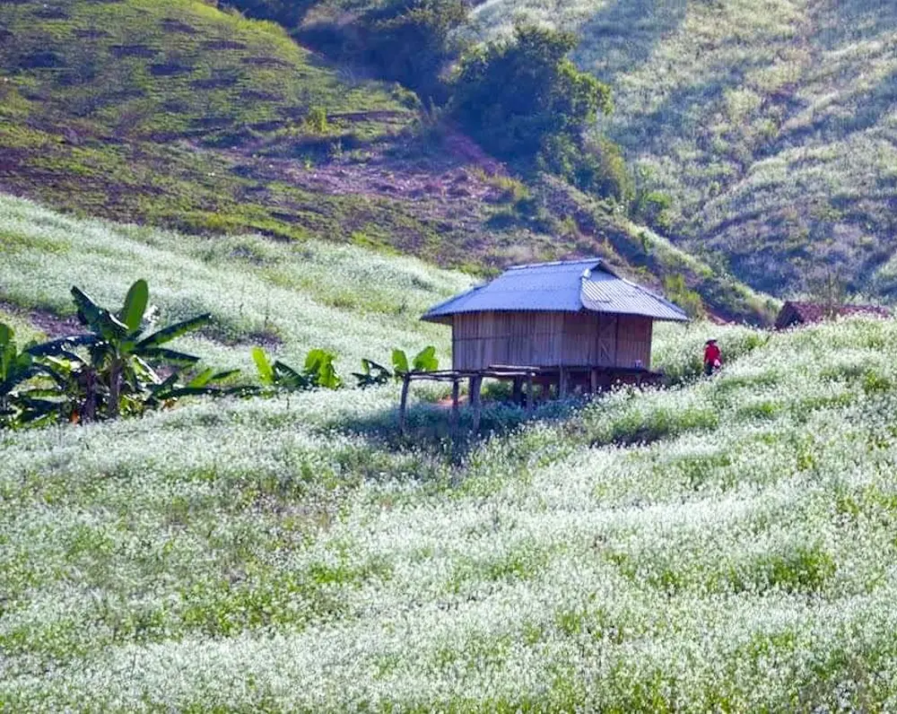 Bản Thung Cu&ocirc;ng - Ng&ocirc;i l&agrave;ng nhỏ b&eacute; giữa sườn đồi rộng lớn 3