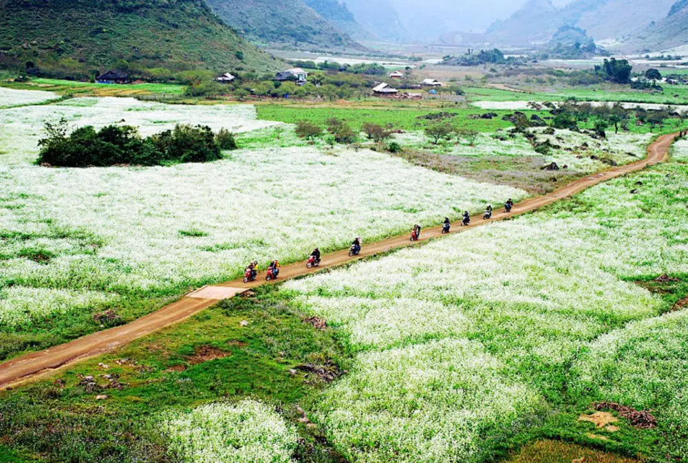 C&aacute;nh đồng cải Mộc Ch&acirc;u &ndash; M&ecirc; mẫn với sắc trắng tinh kh&ocirc;i mỗi m&ugrave;a hoa cải 6